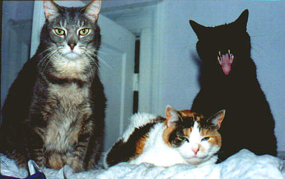 Sleepy cats