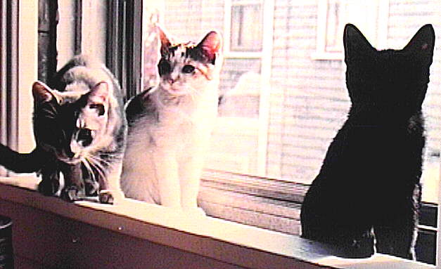 Three kittens