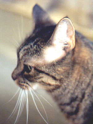 Nilrem 03